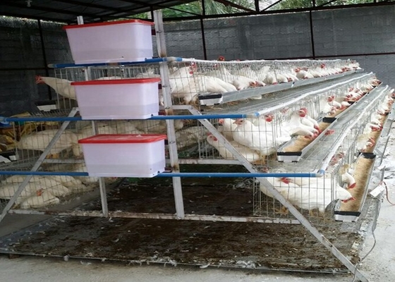 Breeding 500-1000 Birds Layer Chicken Cages Suitable For Individuals