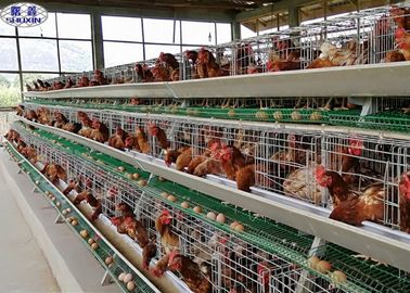 Galvanized Egg Layer Chicken Cage / Egg Laying Hens Farm 3 Years Warranty