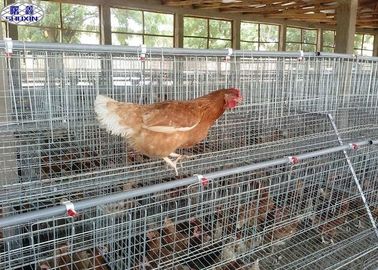 Large Poultry Chicken Cages , Poultry Layer Cage Design Galvanized Surface