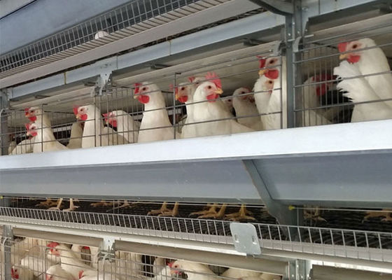 A Type 96 Birds Hens Egg Laying Galvanized Cage For Layer Farming