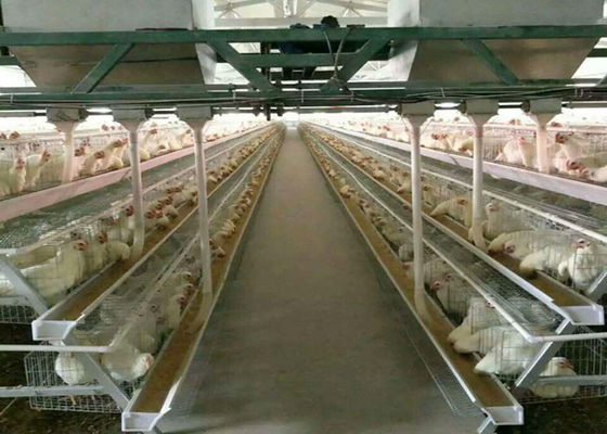 Automatic Battery Farm Q235 Poultry Chicken Cages