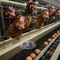 Automatic 160 Birds Layer Poultry Farm Cage For Egg Layers