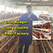Hot Galvanized 4 Tier Egg Commercial Layer Cages For Poultry Farm