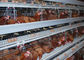 Farms Type A Poultry Breeding Cages , Wire Chicken Cages 3- 4 Tiers
