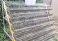 Galvanized Commercial Quail Laying Cage , Quail Battery Cages Automatic Feeding
