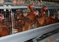 Automatic Drinking Galvanised 2.8mm Layer Chicken Cage