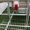 Automatic Drinking Water System Chicken Layer Cages For Poultry Farm