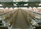 Automatic Battery Farm Q235 Poultry Chicken Cages