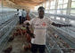 Poultry Farming A Type Battery Q235 Layer Chicken Cage Ce Certificate