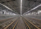 Galvanized Poultry 3 / 4 Tiers Layer Chicken Cage Automatic System