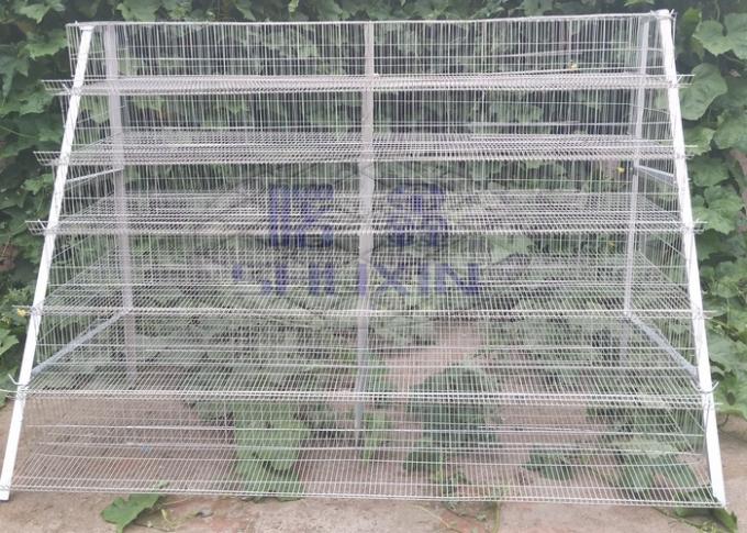 Galvanized Commercial Quail Laying Cage , Quail Battery Cages Automatic