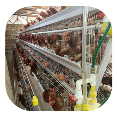 Poultry Battery Breeding Layer Egg Chicken Cage 3 Tiers