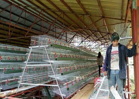 500-1000birds Poultry Farm Layer Cage Laying Hens Cages	High Rigidity