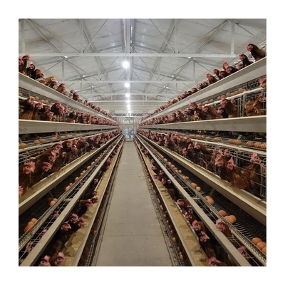 1 Year Guarantee Layer Chicken Cage Automatic Drinker For Hassle Free Farming