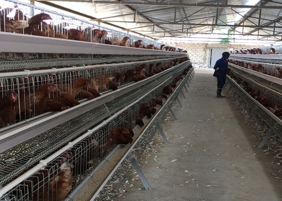 Egg PVOC Layer Chicken Cages For 2000 Birds Poultry Farm Construction