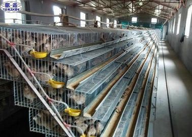 A Type Quail Laying Cage , Commercial Pvc Quail Cage Customized Service