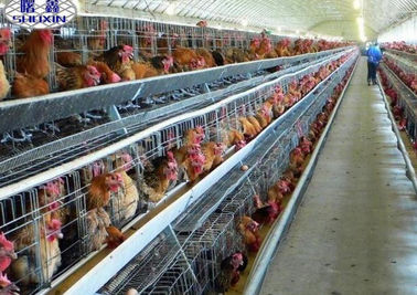 Automatic Layer Chicken Cage Poultry Battery Cage System In Botswana Farm