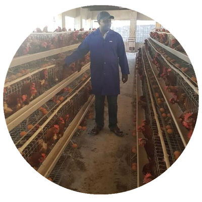 Layer Poultry Farming A Type Chicken Cage Galvanized Automatic
