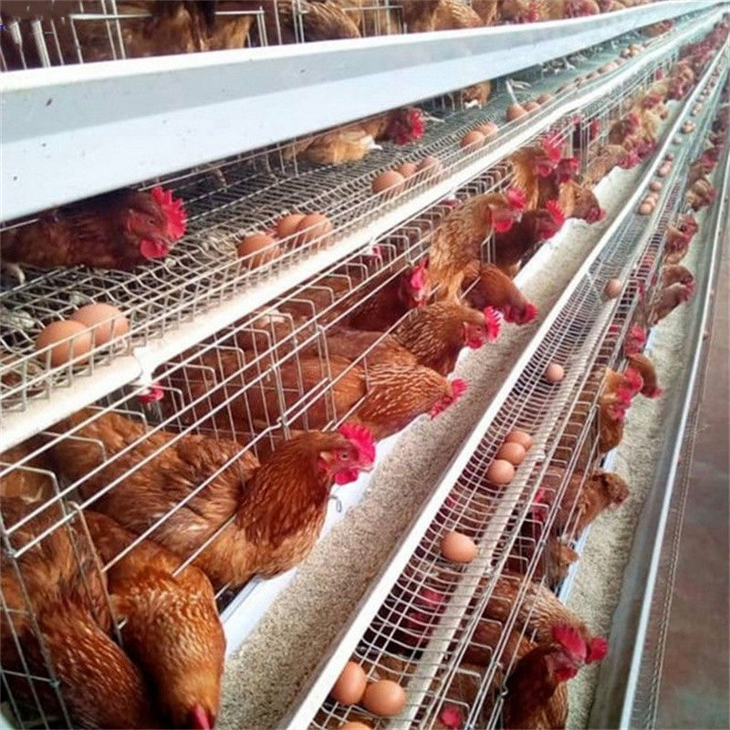 160 Birds Layer Chicken Steel Cage Poultry Farm Equipment Q235 Wire 1