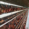 Q235 Steel Wire Galvanized Poultry  Egg Layer Chicken Cage 128 Chickens