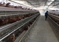 5 Room 160birds Chicken Layer Battery Cage In Automatic Poultry Farm