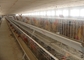 Chicken Farm Automated Layer Cages 3 Tiers And 4 Tiers For Poultry