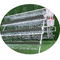 Animal Hdg Battery Cages For Laying Hens Poultry Farm Equipment