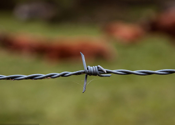 hot dip Galvanized Steel Double Twisted Farm Barbed Wire Rolls