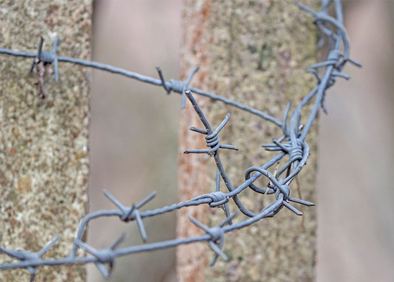Rust Resistance Double Twisted PVC Coated /Galvanized Barbed Wire Coils