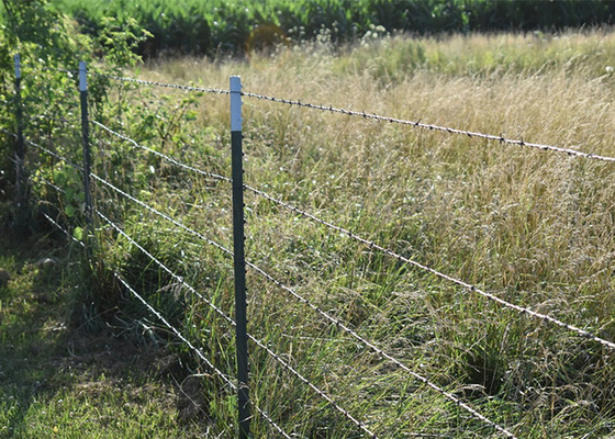 Rust Resistance PVC Coated /Galvanized Barbed Wire Coils Fence