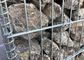 50 x 100mm Galvanized Welded Mesh Gabion / Welded Stone Cage Wall