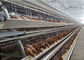 Automatic Poultry Chicken Cages With 96 / 120 / 128 / 160 Birds Capacity
