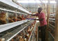 Tanzania Farm 4 Tier Chicken Layer Battery Cage , Poultry Cage System