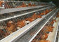 Galvanized Battery Chicken Layer Cage , Poultry Farming Equipment