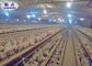 A / H Type Layer Chicken Cage With Automatic System For Poultry Farming Equipment