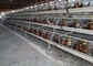 120 Birds Automatic Poultry Cage Galvanized Large Capacity For Poultry Farm