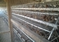 H type galvanized automatic bettery poultry farm laer chicken cage for South Africa  Market