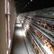 Commercial Animal Automatic Chicken Layer Cage For Poultry Farm Equipment